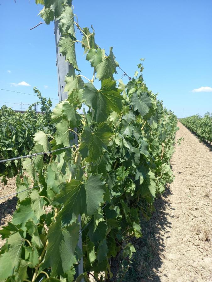 La Quiete Tra Le Vigne Tuscany كوليسالفاتي المظهر الخارجي الصورة