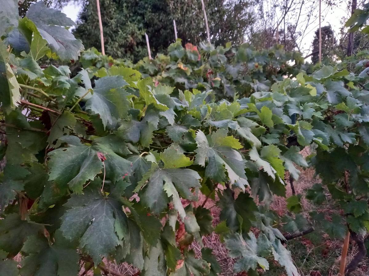 La Quiete Tra Le Vigne Tuscany كوليسالفاتي المظهر الخارجي الصورة