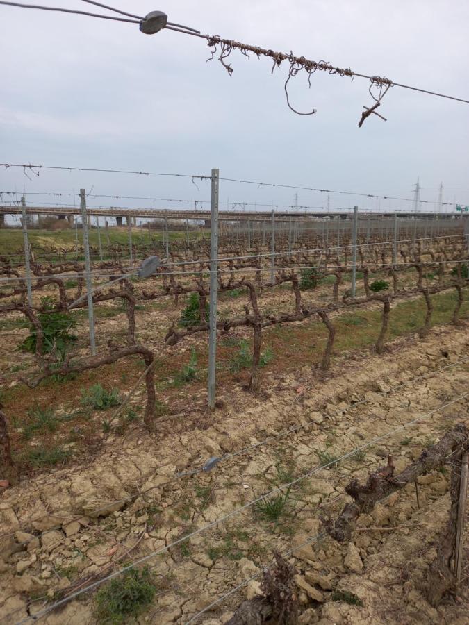 La Quiete Tra Le Vigne Tuscany كوليسالفاتي المظهر الخارجي الصورة
